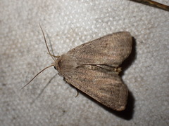 Xestia castanea