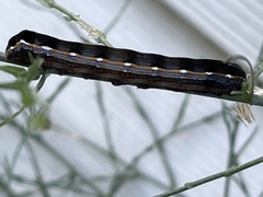 Spodoptera latifascia