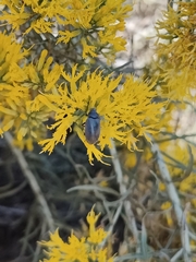 Bothrotes canaliculatus