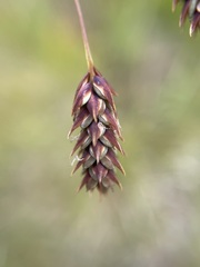 Carex magellanica