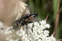 Eriothrix rufomaculata