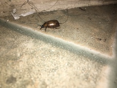 Cyclocephala