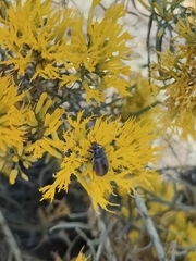 Bothrotes canaliculatus