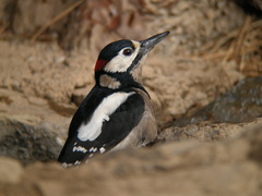Dendrocopos major canariensis