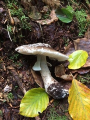 Amanita excelsa