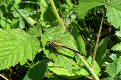 Gomphus vulgatissimus