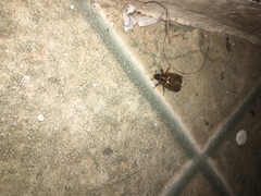 Cyclocephala