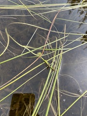 Sparganium angustifolium