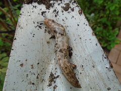 Limacus maculatus