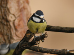 Cyanistes teneriffae