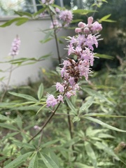 Vitex
