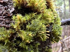 Ulota coarctata