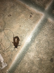 Cyclocephala