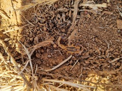Uroplectes triangulifer
