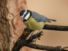 Cyanistes teneriffae