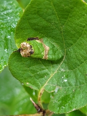 Phyllonorycter emberizaepenella