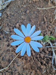 Dimorphotheca cuneata
