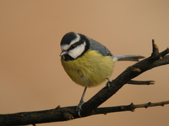 Cyanistes teneriffae