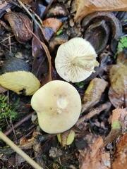Tricholoma odorum