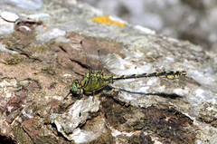 Ophiogomphus cecilia