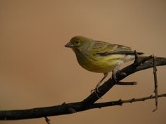 Serinus canaria