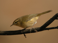 Phylloscopus canariensis