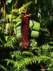 Heliconia mariae