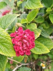 Lantana