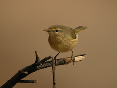 Phylloscopus canariensis