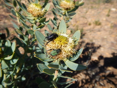 Leucadendron loranthifolium