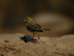 Serinus canaria