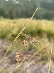 Carex magellanica
