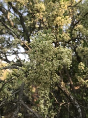 Gymnosporia buxifolia
