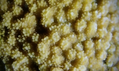 Montipora patula