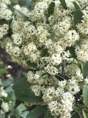 Gymnosporia buxifolia