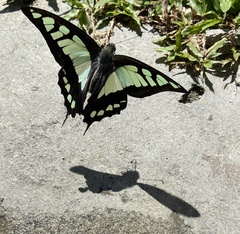 Graphium cloanthus