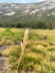 Danthonia intermedia