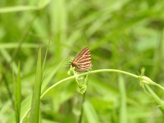Cigaritis lohita