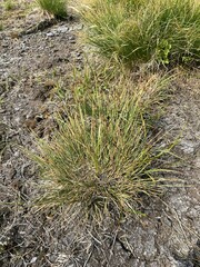 Carex illota