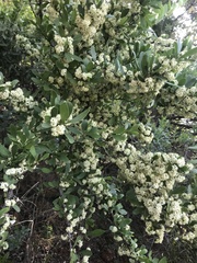 Gymnosporia buxifolia