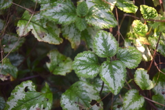 Lamium galeobdolon argentatum