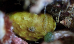 Antennatus tuberosus