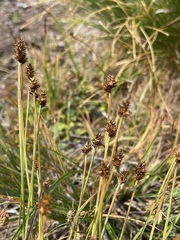 Carex illota