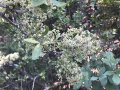 Gymnosporia buxifolia