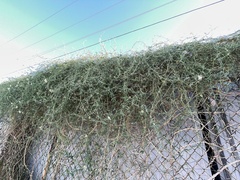 Funastrum cynanchoides