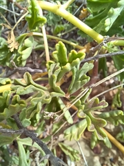 Pelargonium trifidum