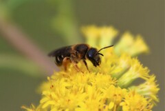 Halictus sexcinctus