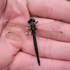 Somatochlora arctica