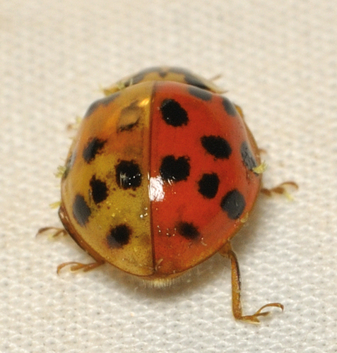 Asian Lady Beetle photographed in Alabama