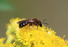 Halictus sexcinctus